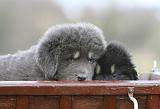 DOGUE DU TIBET 698